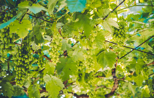 Preview: Tasty Ripe Grape