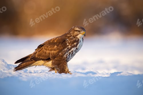 Preview: Common buzzard, buteo buteo, in winter on a snow at sunset