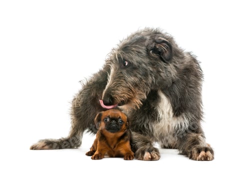Preview: Scottish Deerhound lying and licking the head of a Petit Brabancon lying, isolated on white