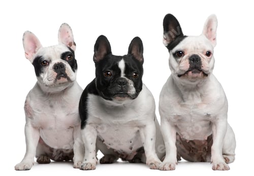 Preview: Group of French Bulldogs sitting in front of white background