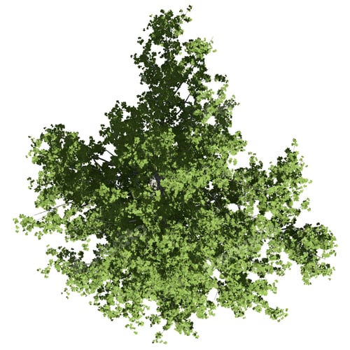 Preview: London Plane Tree top view isolated on white background