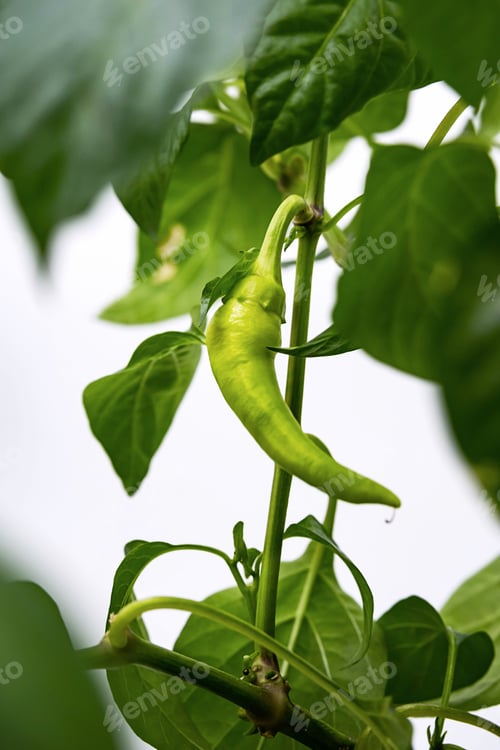 Preview: Homegrown Green Chilli Pepper.
