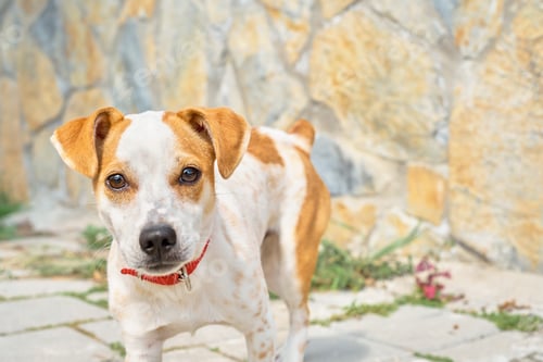 Preview: Walking with a dog on the street, a close-up of a pet