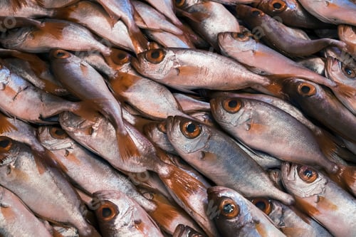 Preview: High angle close up of fresh fish at a fish market.