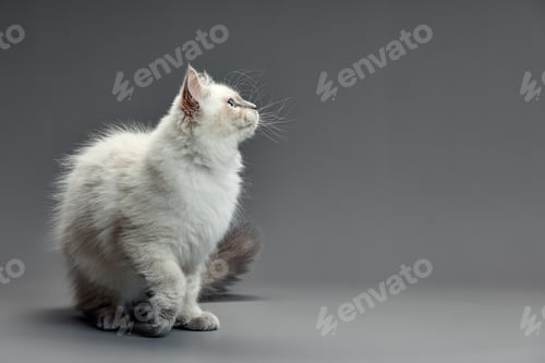 Preview: Portrait of a little white kitty on gray background, nice little kitten with big eyes , copy space