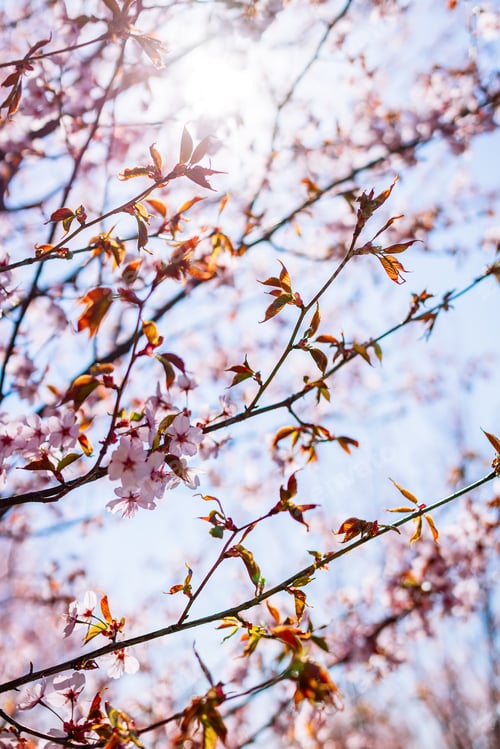 Preview: Spring background with pink sakura in full bloom, with delicate petals