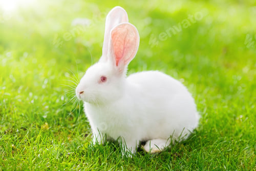 Preview: pets, bunny, scared, rabbit, hare