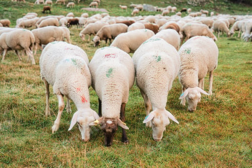 Preview: Flock of sheep grazing on hill in farmland