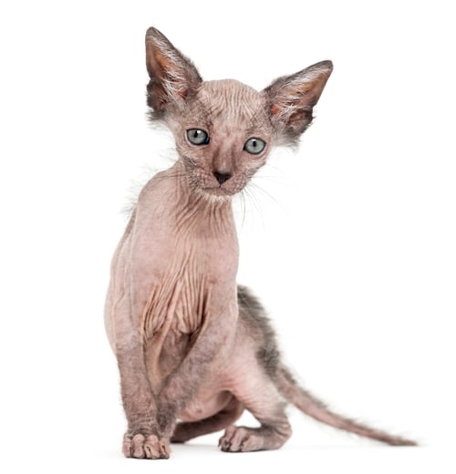 Preview: Kitten Lykoi cat, 7 weeks old, also called the Werewolf cat sitting against white background