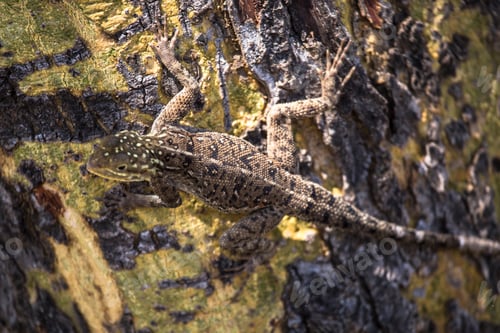 Preview: A lizard in the Nakuru National Park. Kenya