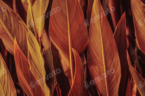 Preview: Close up of Cigar flower leaves