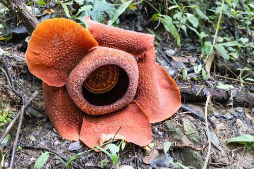 Preview: Rafflesia is a genus of parasitic flowering plants in the family Rafflesiaceae. It is the largest