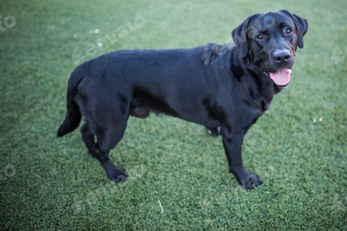 Preview: dog portrait, black labrador on lawn background