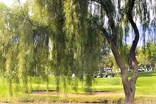Preview: National Arbor Day is the last Friday in April (April 27th) and a holiday in which individuals &