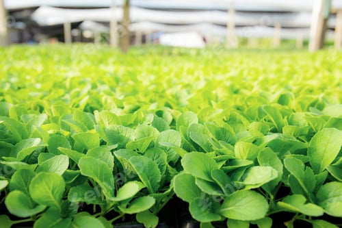 Preview: Green leaves of organic vegetable
