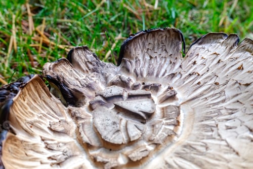 Preview: Detail Mushroom of intense color, Macrolepiota procera.