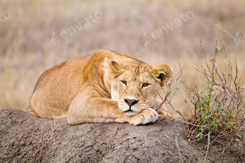 Preview: Lioness close up. Serengeti National Park, Tanzania, Africa