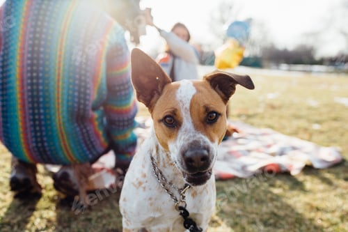 Preview: Excited, Curious, and Adorable Rescue Dog at a Picnic