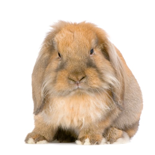 Preview: Lop Rabbit