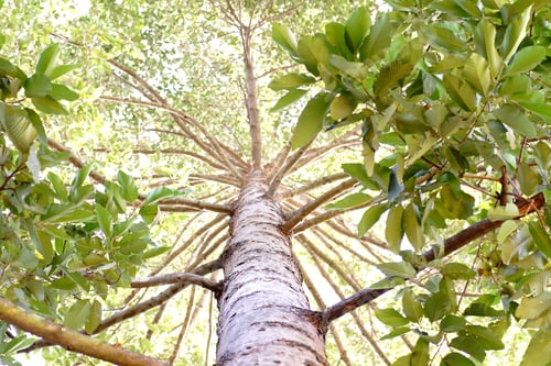 Preview: Look up along the big tree trunk