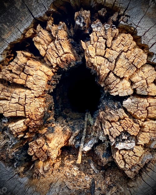 Preview: Rotten log