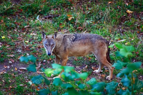Preview: Portrait of wolf in the forest.