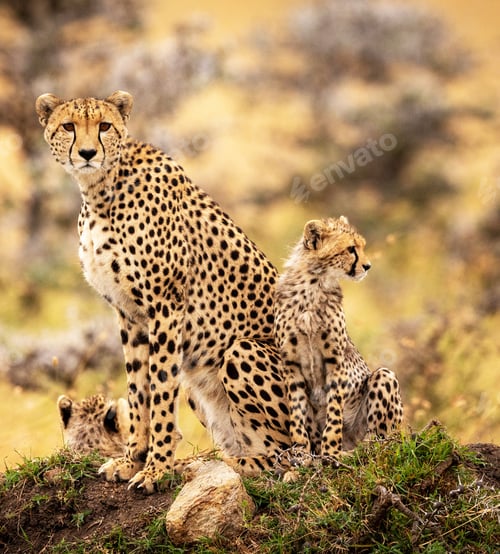 Preview: A Beautiful Zimbabwe Wildlife Place in the World in Picture