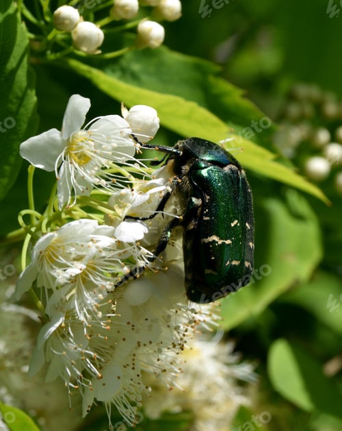 Preview: Large Maybug sitting on a blooming spirea on a spring day