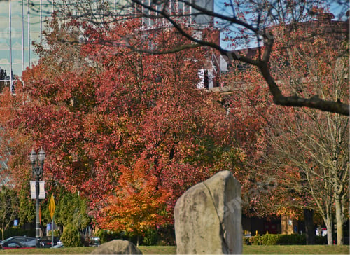 Preview: Urban autumn with trees and leaves that are changing color in a park