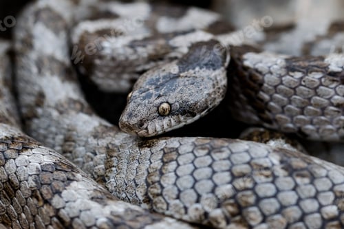 Preview: A detail shot of European Cat snake (Telescopus fallax) or Soosan Snake, on the island of Malta.