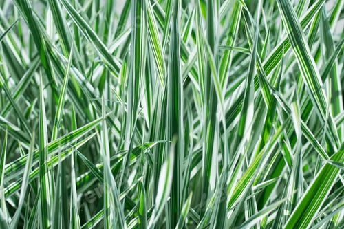 Preview: Green grass pattern. Leaf texture, background of a striped leaves. Nature wallpaper.