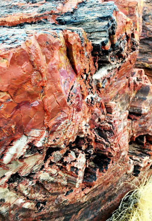 Preview: Fossil woods in Petrified Forest National Park