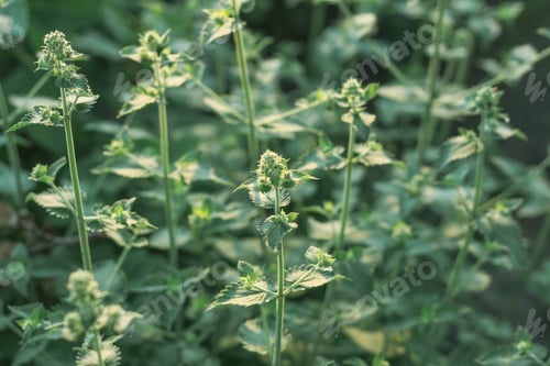 Preview: background with inflorescences and mint leaves