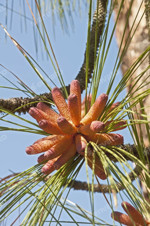 Preview: Longleaf Pine (Pinus Palustris). Called Southern Yellow Pine Also