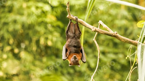 Preview: A little red flying fox bat,hanging upside-down on a tree branch, with green trees in the background