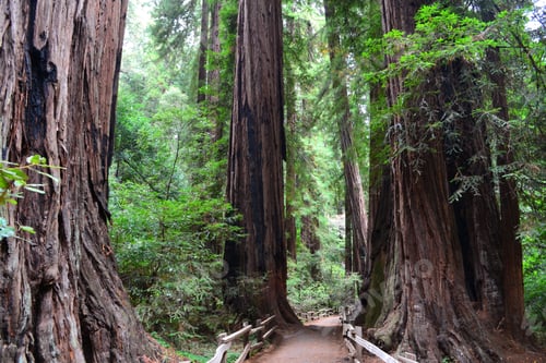 Preview: Following a path through Muir Woods between the vast redwood trees of the forest.