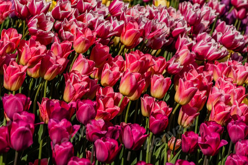 Preview: Macro multi-colored tulips on a background of green grass