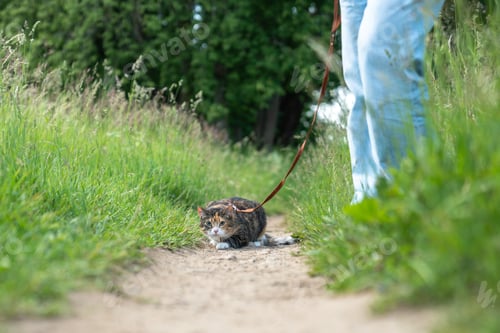 Preview: Stressed domestic cat on harness first time walking outdoors, afraid of everything new, feels scared