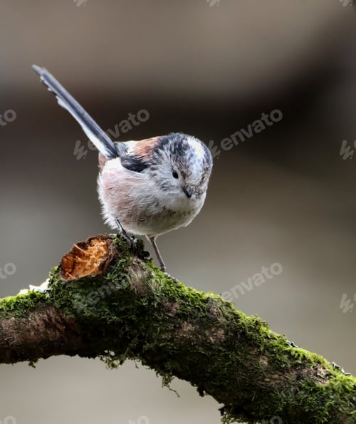 Preview: Long-tailed tit perched on a mossy tree branch.