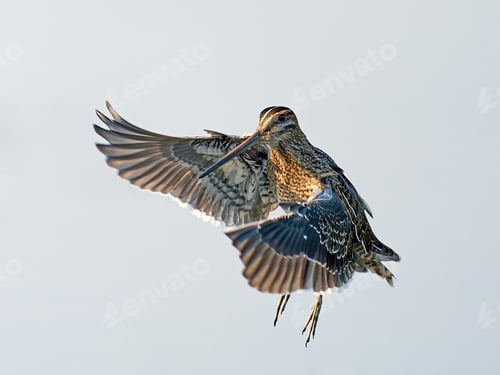 Preview: Common snipe (Gallinago gallinago) in its natural enviroment in Denmark