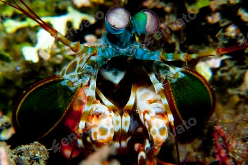 Preview: A vibrant mantis shrimp lurking in its underwater habitat
