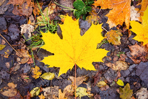 Preview: Yellow maple leaf