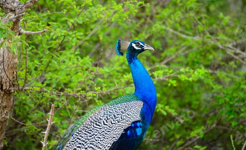 Preview: Indian Peafowl stands on the ground with its head raised
