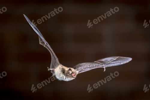 Preview: Flying pond bat