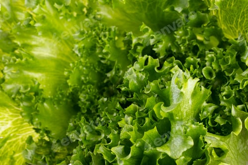 Preview: Salad leaves Bio lettuce isolated on white background.