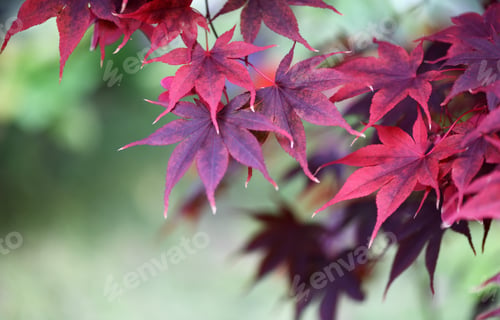 Preview: Maple autumn leaves