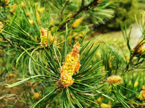 Preview: Closeup shot of Virginia pine