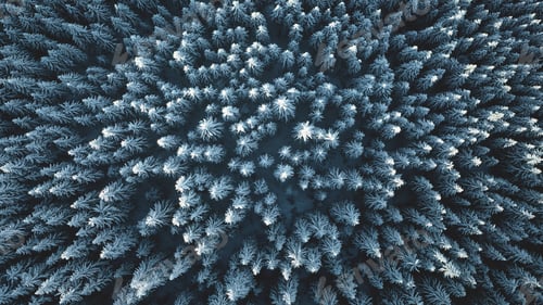 Preview: Aerial top down fir mountain forest at snow. Winter nobody nature landscape. Hoarfrost at pine trees