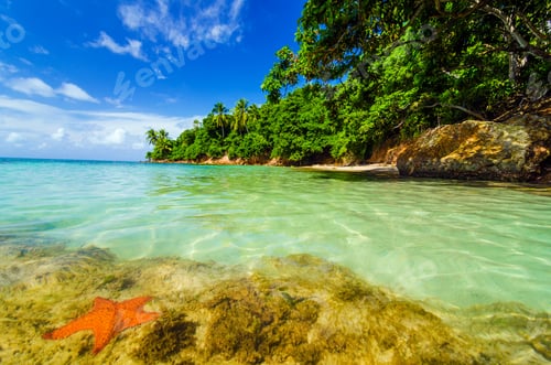 Preview: Starfish and Green Island