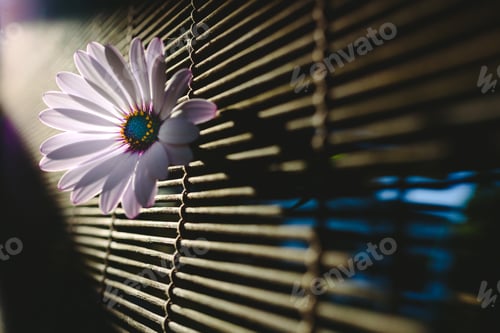 Preview: Soft and pink daisies against backlight on a wooden background.